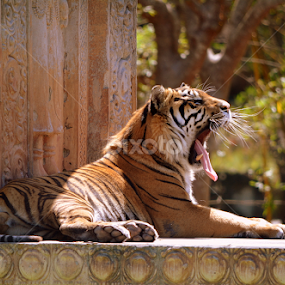 Sumatran Tiger by Milton Moreno - Animals Lions, Tigers & Big Cats