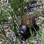 Bison dung beetle
