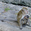 Long-tailed/Crab-eating Macaque