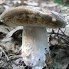 Bolete