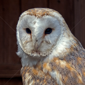 Owl by Harry Rutland - Animals Birds