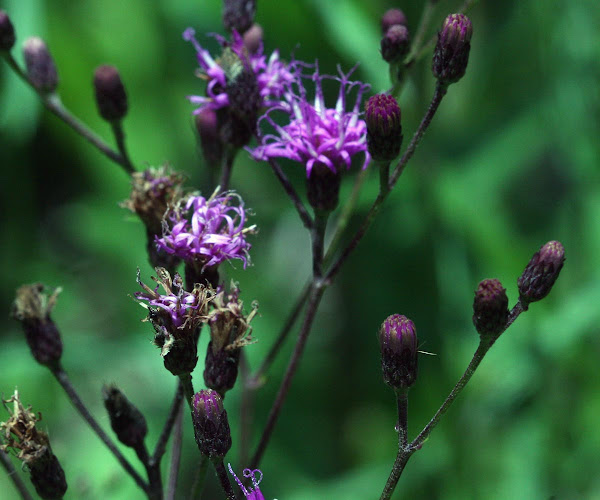 Ironweed Project Noah