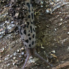 leopard slug