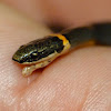 Ring-necked snake #4 (young of the year)