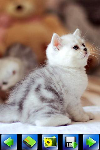 Beautiful cat wallpaper - Android Apps on Google Play