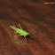 uncertain katydid