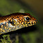 Murrays Skink