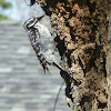 Nutalls Woodpecker(Female)
