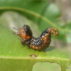 Spitfire Larvae