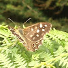 Speckled Wood Butterfly