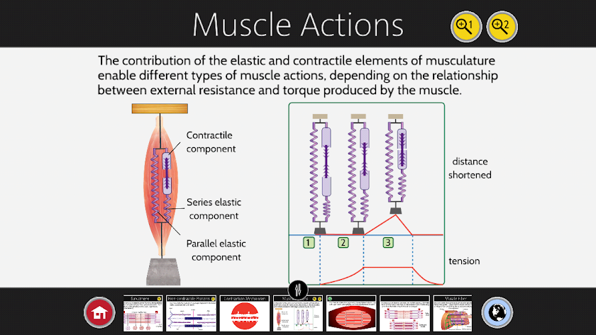 Muscle Contraction Screen 3