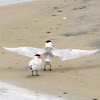 Caspian Tern