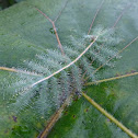 Common Baron caterpillar