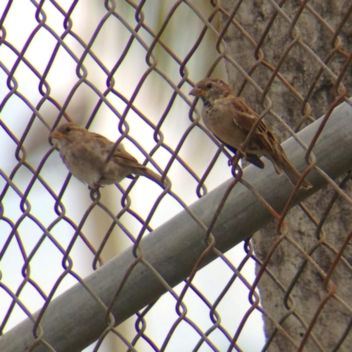 House Sparrow