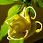Golden Angel Trumpet(Floripondio)