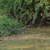 Green Heron