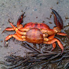 Crab