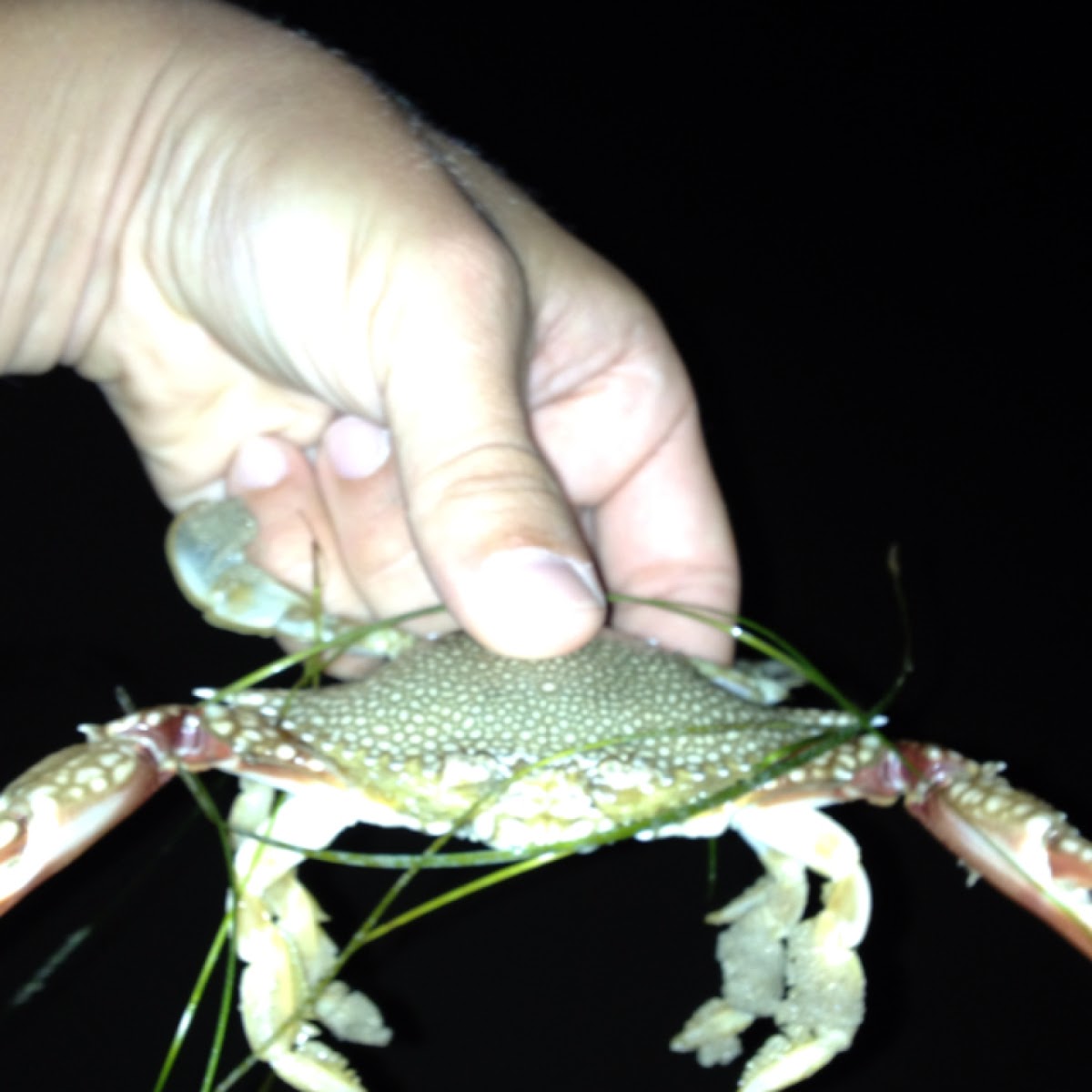 speckled swimming crab