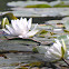 Sweet-scented Water Lily
