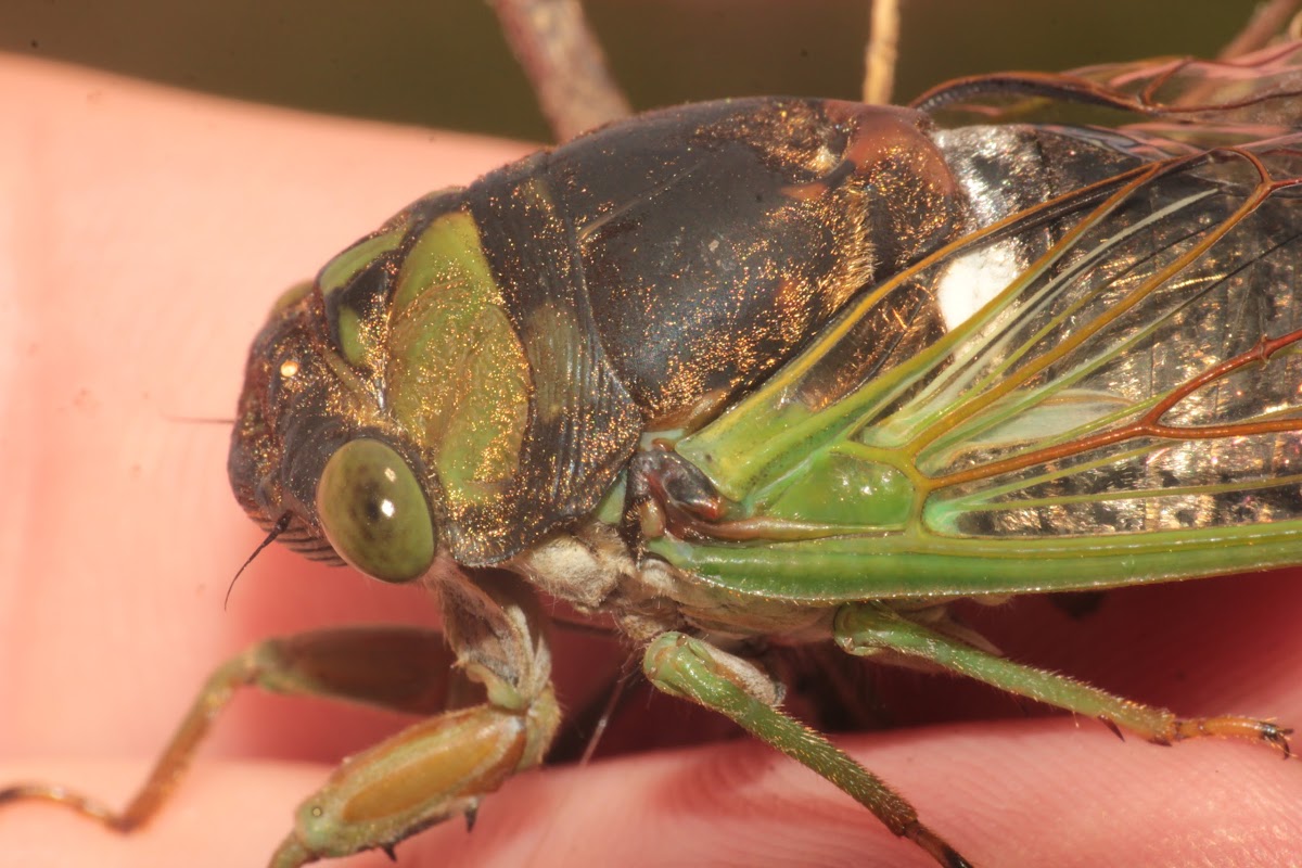 Swamp Cicada