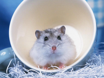 [10000印刷√] 壁紙 ハムスター かわい 206601-壁紙 ハムスター かわいい