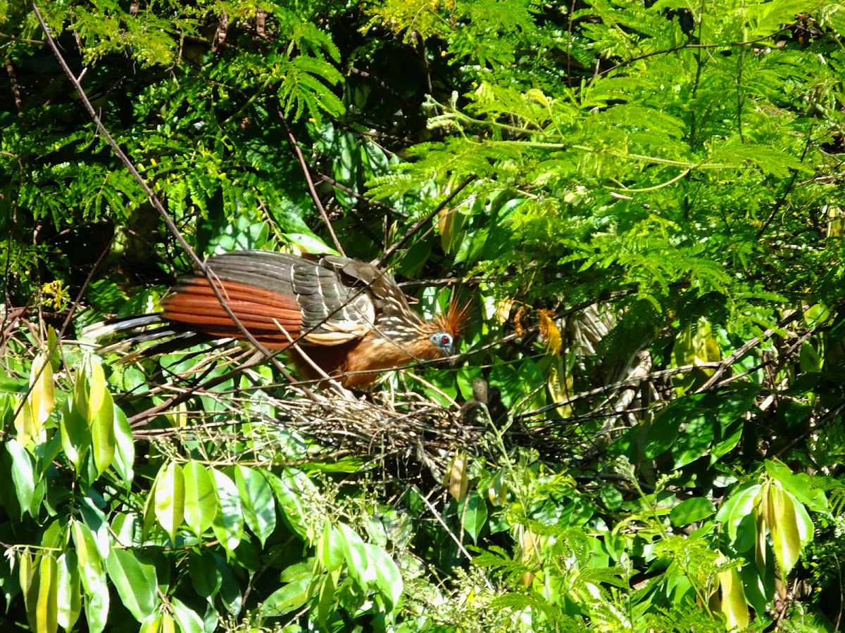 Hoatzin with two chicks