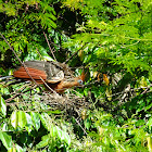 Hoatzin with two chicks