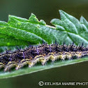 Milbert's Tortoiseshell (Caterpillar)