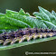 Milbert's Tortoiseshell (Caterpillar)