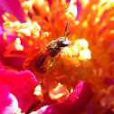 Unknown pollinator