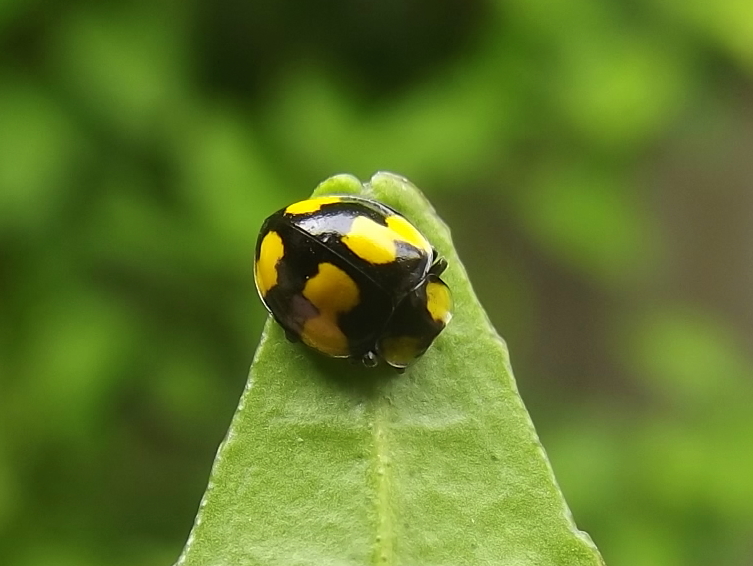 Fungus-eating ladybird beetle