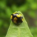 Fungus-eating ladybird beetle