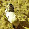 Exposed Bird Dropping Moth (Female)