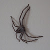 Badge Huntsman Spider