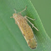 Planthopper  Delphacidae sp.
