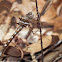 Stream Cruiser dragonfly (female)
