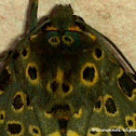 Arctiid Moth