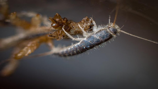 How To Get Rid Of Silverfish