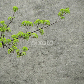by Doina Arnaut - Nature Up Close Trees & Bushes