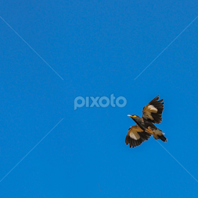 by Sulakkhana Chamara - Animals Birds