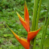 Lobster-claw Heliconia