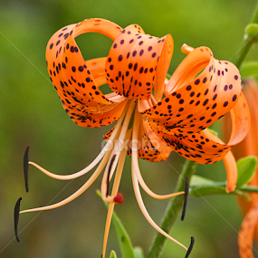 Polka Dots by Sue Matsunaga - Novices Only Flowers & Plants