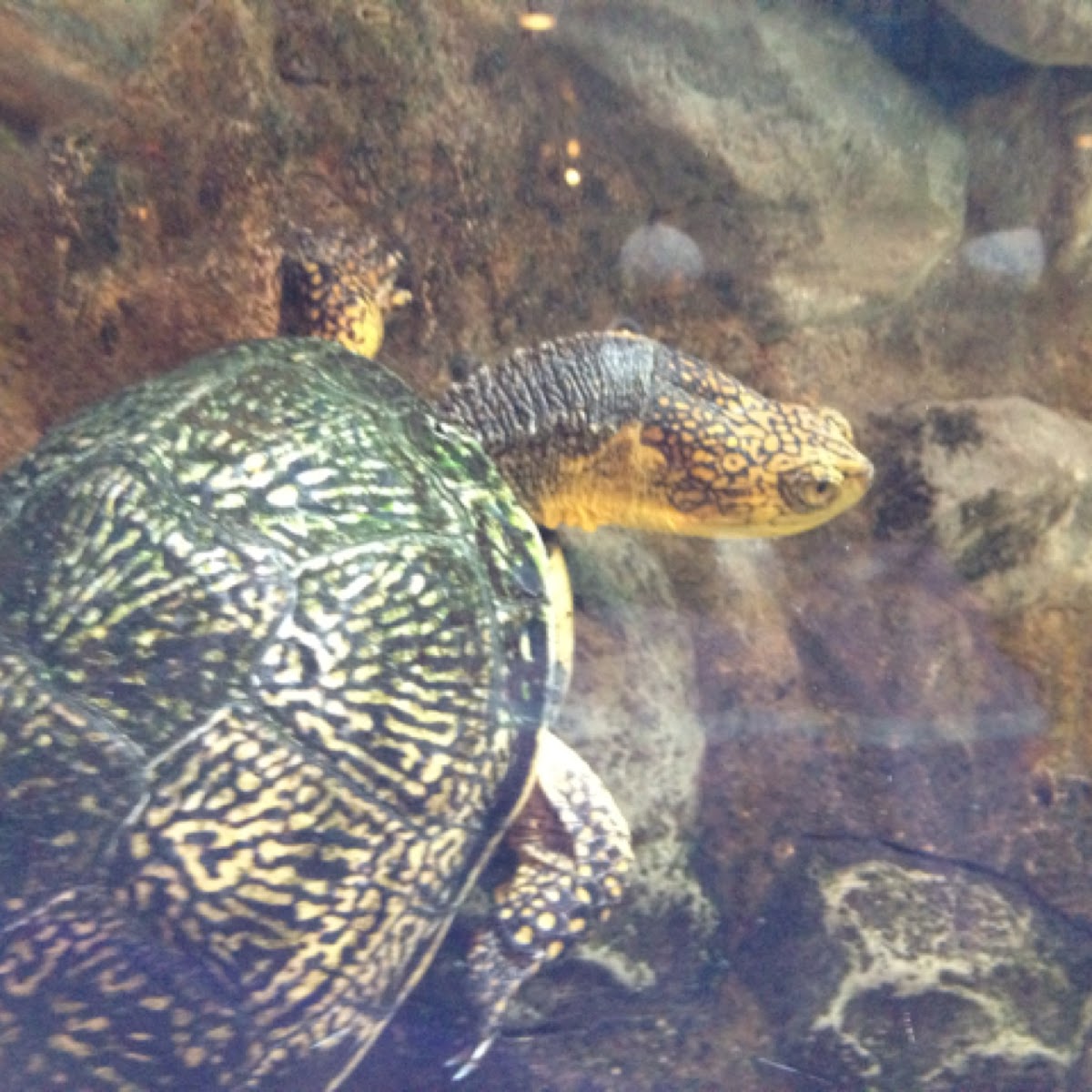 Blanding's turtle