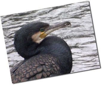 Black shag or cormorant on Avon