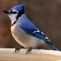 Blue Jay