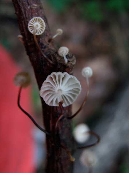 Marasmius rotula, Pinwheel mushroom | Project Noah