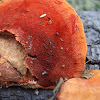 Cinnabar Red Polypore