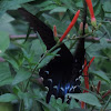 Pipevine Swallowtail