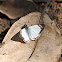 Veined-White Skipper Butterfly