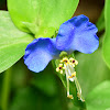 Asiatic dayflower